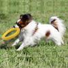 Dog Fitness Ring, Dog Bite Ring,Interactive Tug of War Training Ring  ,29cm(Yellow,Large)