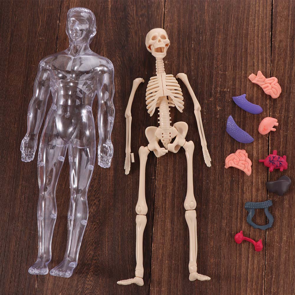 Plastik 3d İnsan Gövde Modeli Şeffaf Çocuk İskelet Modeli Çocuk Oyuncakları