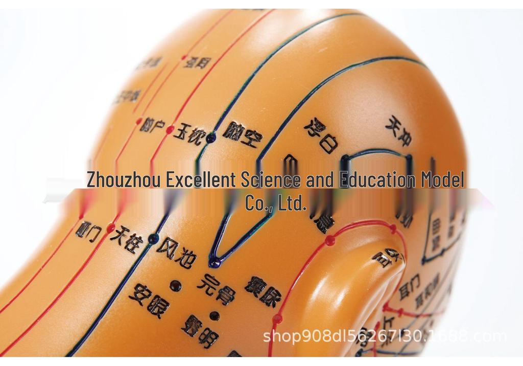 20cm Acupoint Facial Massage Model for Traditional Chinese Medicine Teaching
