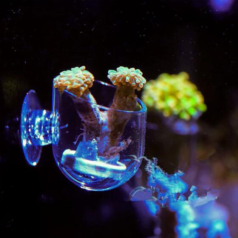 Fish Tank Red Worm Feeder Cup Aquarium Decoration Plant Pot with Suction Holder Earthworm Feeding Water Grass Landscaping Cup