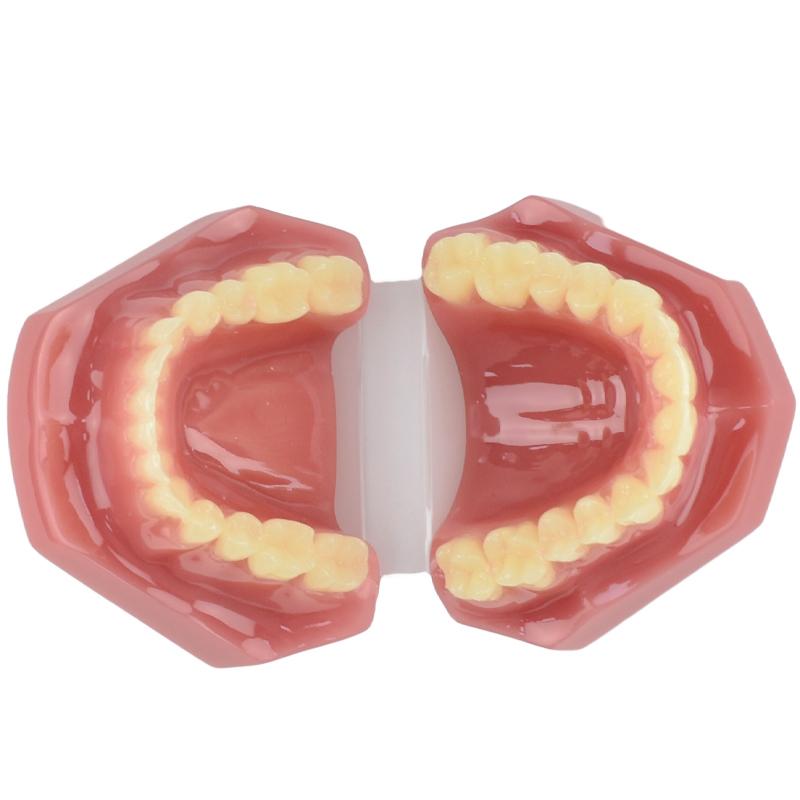 

New Dental Adult Model Resin Normal Dentistry Medical Teeth Model Studying Teaching Education Oral Dental Products