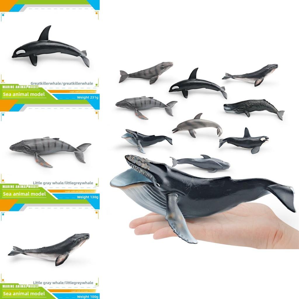 Ensemble de modèles en PVC d'animaux marins pour enfants avec des figures de cétacés réalistes pour le jeu éducatif