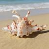 3PCS Seashell Hair Claw Clips Set Ocean Style Hair Accessories for Women Girls Hair Styling Hair Holder Hair Grip Hairpin Hair Claw