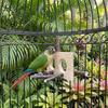Detachable Parrot Parrot Perch Natural Bird Stand Perch  For Parakeet Budgie Cockatoos