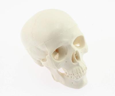 Skull Model with Movable Jaw and Art Drawing Olive-G Palm-Sized Joint, Instructions,