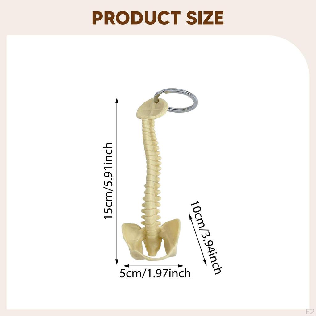Human Spine Keychain Bag Charm PVC 15cm Handmade Small Lightweight Biology Key Pendant