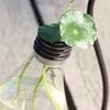 Fashionable Aquatic Vase With Unique Light Bulb For Exquisite Home Decor Container Bracket Set