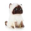 Cute Ragdoll Cat Plush Stuffed Animal Toys
