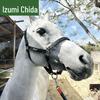 Quanzhida Equestrian Horse Halter and Lead Rope