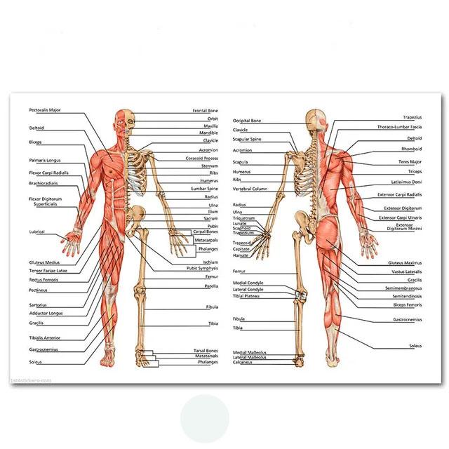 Muskuļu sistēmas plakāti un drukas Anatomijas