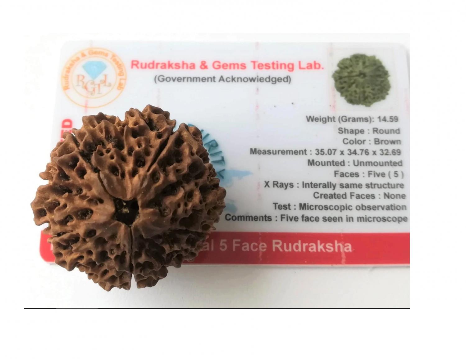 Большая Рудракша Сертифицированная (5 мукхи), Huge and Rare Certified Rudraksha, Kalyan Puja