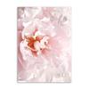 Nordic Minimalist Pink Flower Poster Peony Cherry Blossom Chrysanthemum Quotes Canvas Painting Wall Art Pictures for Home Decor