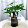 Indoor Easy-Care Desktop Plants