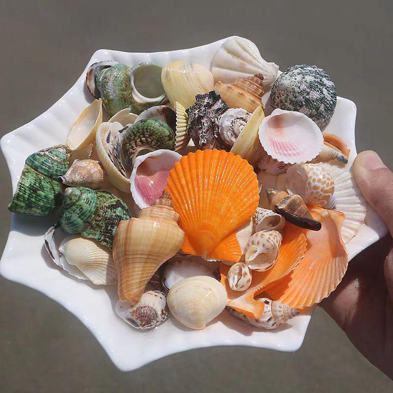 Handmade Seashell & Starfish DIY Photo Frame and Fish Tank Decoration