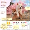 Active Corporation 2026 Desk Calendar Starts January 2026 (Because it's Shiba) 26ACL-566