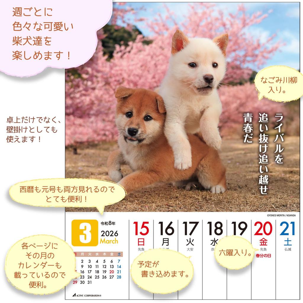Active Corporation 2026 Desk Calendar Starts January 2026 (Because it's Shiba) 26ACL-566