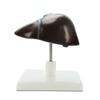 Human Hepatic Structure Anatomy Model Life Size Anatomical Human Liver Model for Teaching Research Clinical Settings