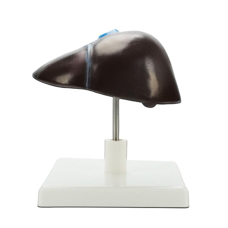 Human Hepatic Structure Anatomy Model Life Size Anatomical Human Liver Model for Teaching Research Clinical Settings 1