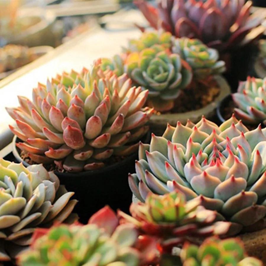 Full Spectrum Plant Lamp USB Grow Light LED Growth Light Phyto Lamp Flower Seedling Hydroponic Lighting Grow Lamp Phyto Lamp