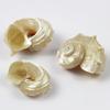 1pcs Natural Conch Shell Silver Mouth Hermit Crab Replacement Shell Specimen Decoration Collect F0M4