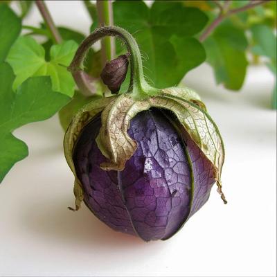 100 lila Tomatillo-Samen