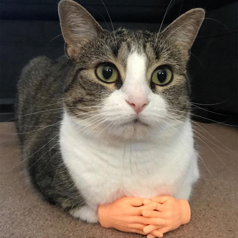 1Pair Cat Funny Massage Little Finger Gloves Fake Human Hand For Cat Kitty Cat