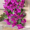 Artificial Bougainvillea Flower Faux Hanging Bougainvillea for Outside Long Trailing Vines Fake Flower for Door Porch Planter Urn Patio Balcony Decor