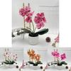 Artificial Phalaenopsis Flower Pot For Outdoor Garden Wedding Decor Photography Props And Home Decor