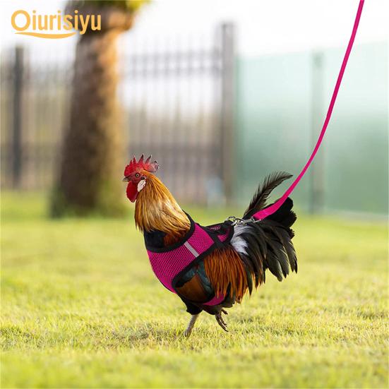 rooster leash