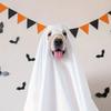 Halloween Pet Costume Scary Dog Cosplay Ghost Cloak Hood Outfit Breathable Festive Apparel for Halloween Christmas Masquerade