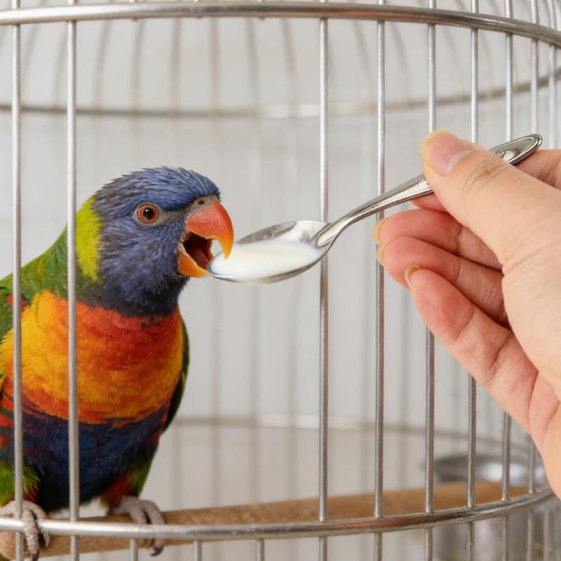 Edelstahl Löffel Papagei Handfütterungswerkzeug Vogelküken Milchpulver Wasser Spritze Küken Aufzucht Schaufel Kompakt