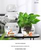 Modern Minimalist Hydroponic Glass Vase for Pothos & Green Plants - Living Room Desk Decor