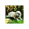 Holland Lop Rabbit Hand Puppet