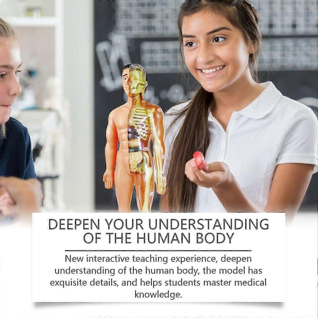 Abnehmbares Modell der menschlichen Körperstruktur - Pädagogisches Anatomie-Spielzeug für Kinder, Interaktives, Langlebiges und Realistisches menschliches Anatomie-Lernwerkzeug für das Klassenzimmer