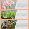200g Bowl Lotus Explosions Water Special Nutrient Solution Promotes Flowering Fertilizer Hydroponic Fertilizer For Water Lily