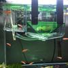 Double-Layer Fry Hatching & Isolation Box for Fish Breeding