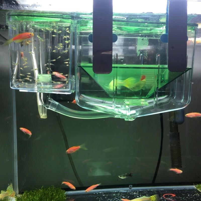 Double-Layer Fry Hatching & Isolation Box for Fish Breeding