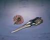 TAMASHII NATIONS SIC Gokutama Kamen Rider Blade