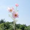 Plastic Artificial Cosmos Flower Branch Realistic Fake Flower  Home Hotel Table Decor