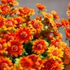 5 Bundle High Fidelity Gradient Artificial Daisy Bouquet  DIY Flower Arrangement