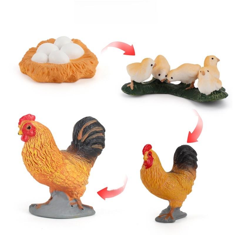 Static Poultry Animal Model With Incubation Process Display For Kids Educational Toy