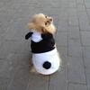 Cozy Panda Transformation Pet Clothing For Dogs And Cats In White