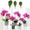 Simulation Phalaenopsis Leaves 1pc Auxiliary Touch Decorative Plants Flowers Artificial DIY Real Flower Leaf Material Spring