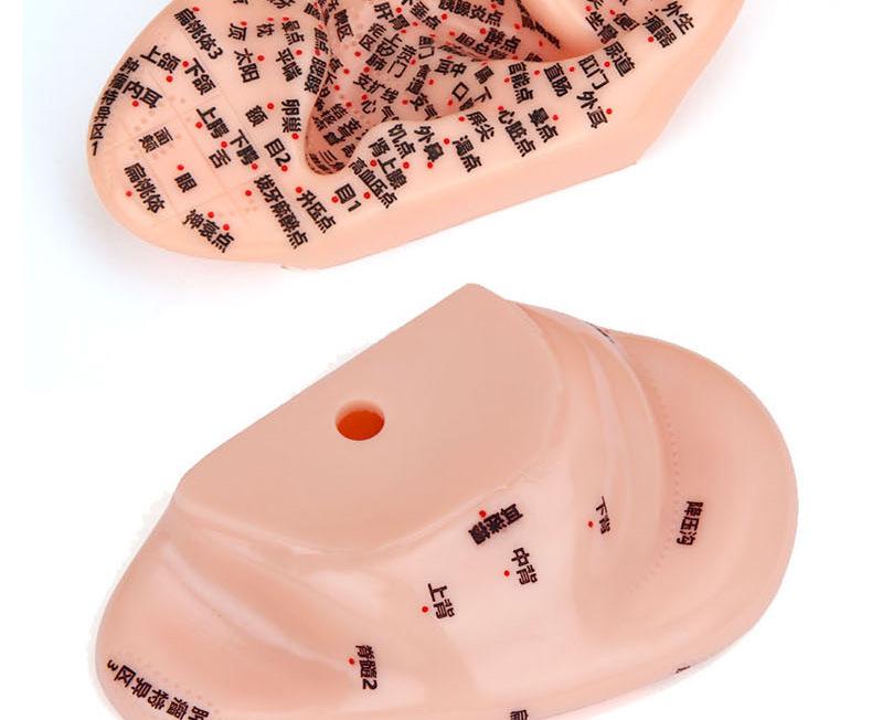 13cm-18cm Ohr Akupunkturpunkt Reflexzonenmodell für Akupunktur und Meridiantherapie