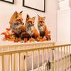 Natural Wind Autumn Feeling Fox Wall Poster - Fun Elements Self-Adhesive Seamless Adhesive for Home Decoration Stickers
