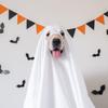 Halloween Party Ghost Costume Props Decorate Halloween Ghost Costume Dog Cosplay Cape