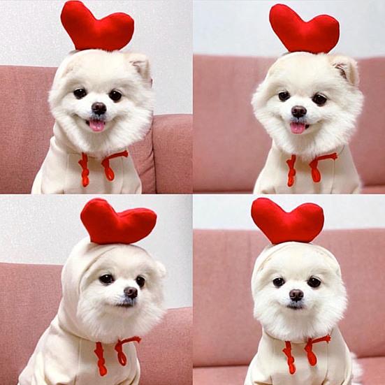 Jesień Zima Marchewka Banan Mgła Pies Szczeniak Bluza z Kapturkiem ze Sznurkiem Ubranie Ciepłe dla Zwierząt