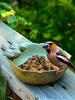 Bird Feeder Yard Ceramic Bird Baths Creative Fruit Tray Bird Feeder Garden Decor Bird Feeder Retro Finish Bird Feeder Tray