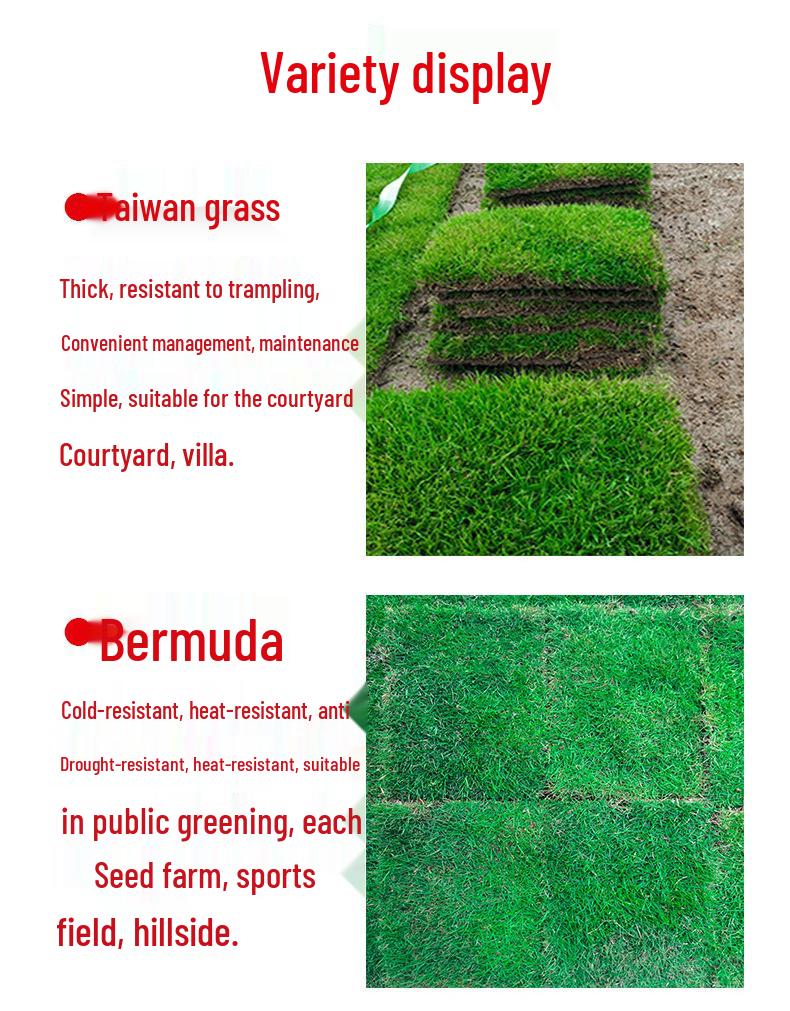 Suzhou Natural Lawn with Manila and Taiwan Grass for Villa Courtyard Gardens