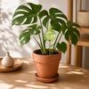 Cactus Self Watering Bulb, Vacation Automatic Plant Watering Tool, Planter Insert Self Watering Sphere for Indoor Outdoor Potted Plants Garden